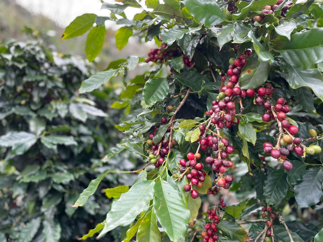 Ripe Vietnamese Coffee Cherries